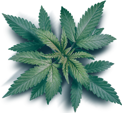 Cannabis